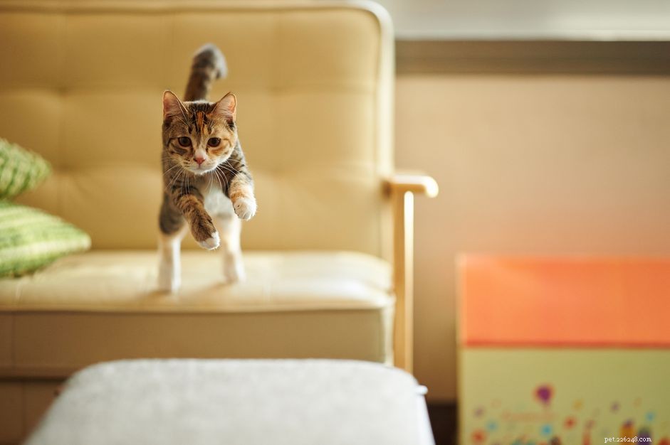 Hur man behandlar intervertebral disksjukdom hos katter