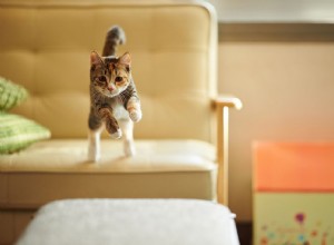 Como tratar a doença do disco intervertebral em gatos