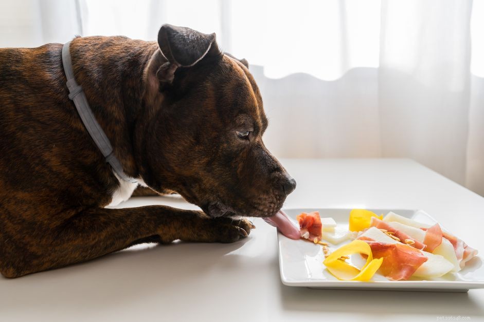 Cães podem comer presunto?
