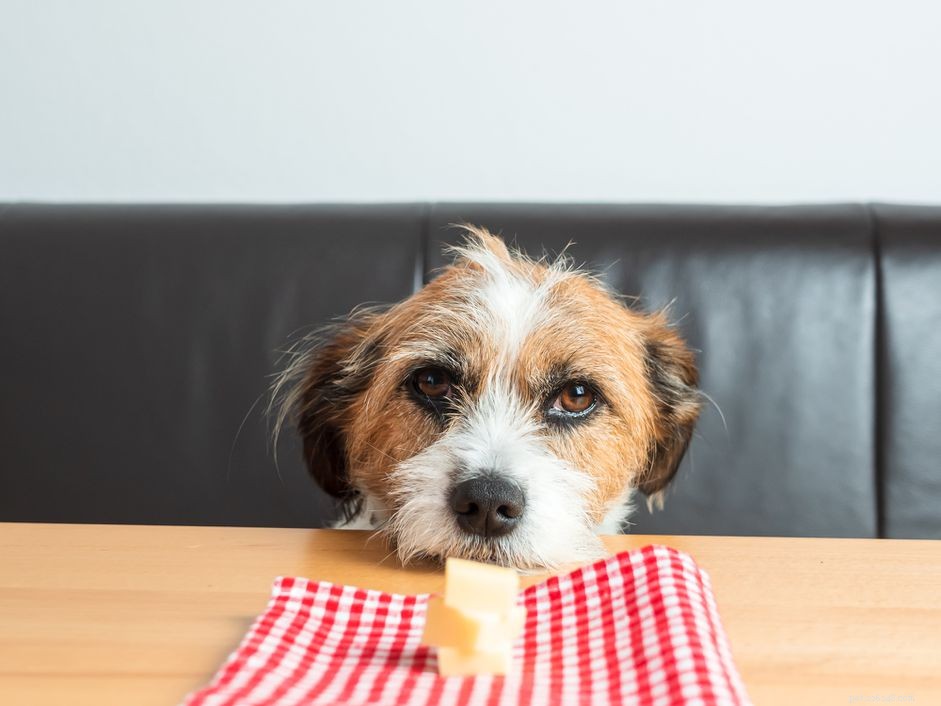 Kunnen honden kaas eten?