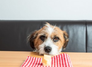 Mohou psi jíst sýr?
