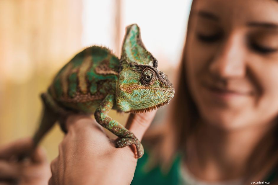 5 věcí, které byste měli vědět, než si koupíte chameleona
