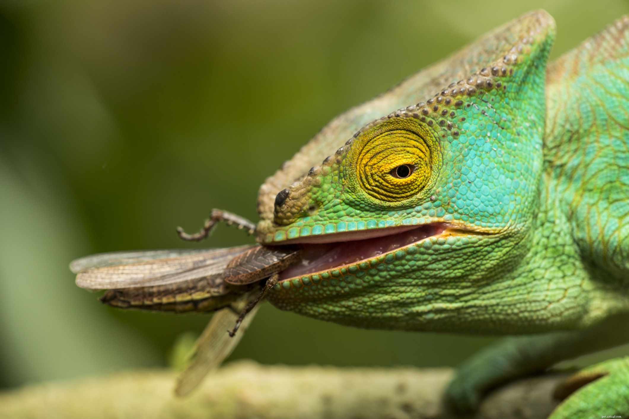 5 věcí, které byste měli vědět, než si koupíte chameleona