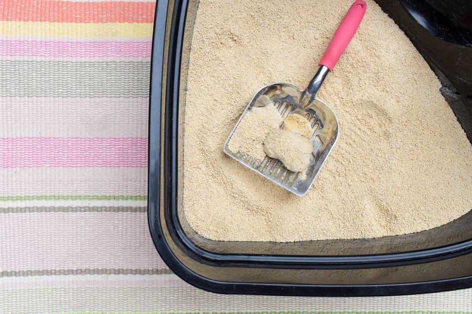 Como manter a caixa de areia do seu gato limpa