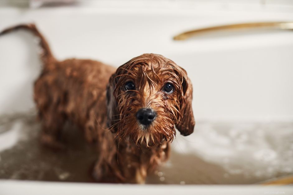 Hur ofta ska du tvätta din hund?
