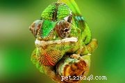 Dělají chameleoni dobrá mazlíčci?