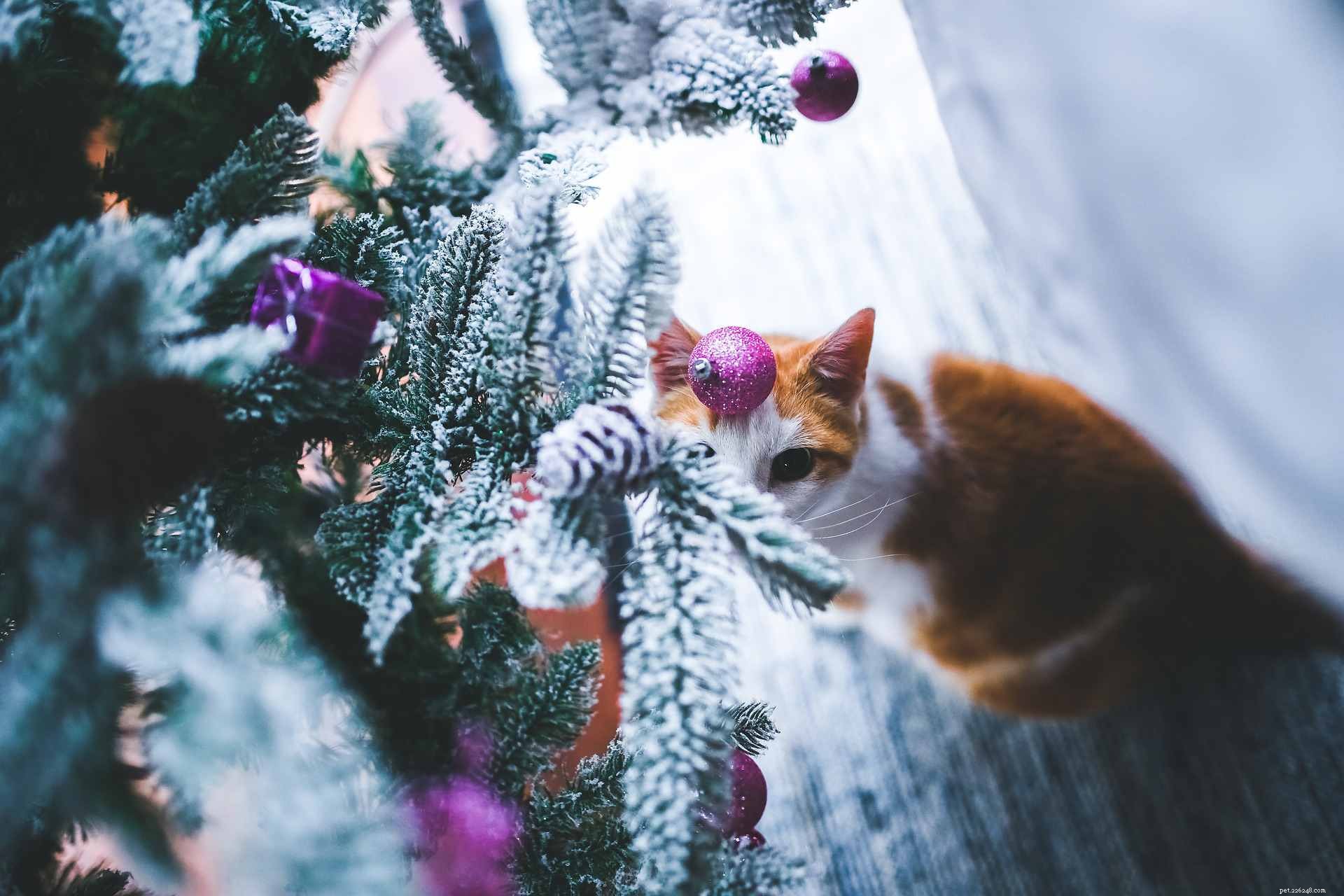 13 koček, které milují Vánoce