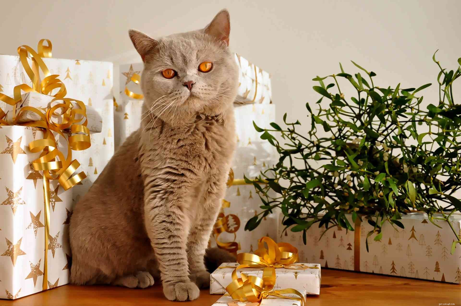 13 chats qui aiment Noël