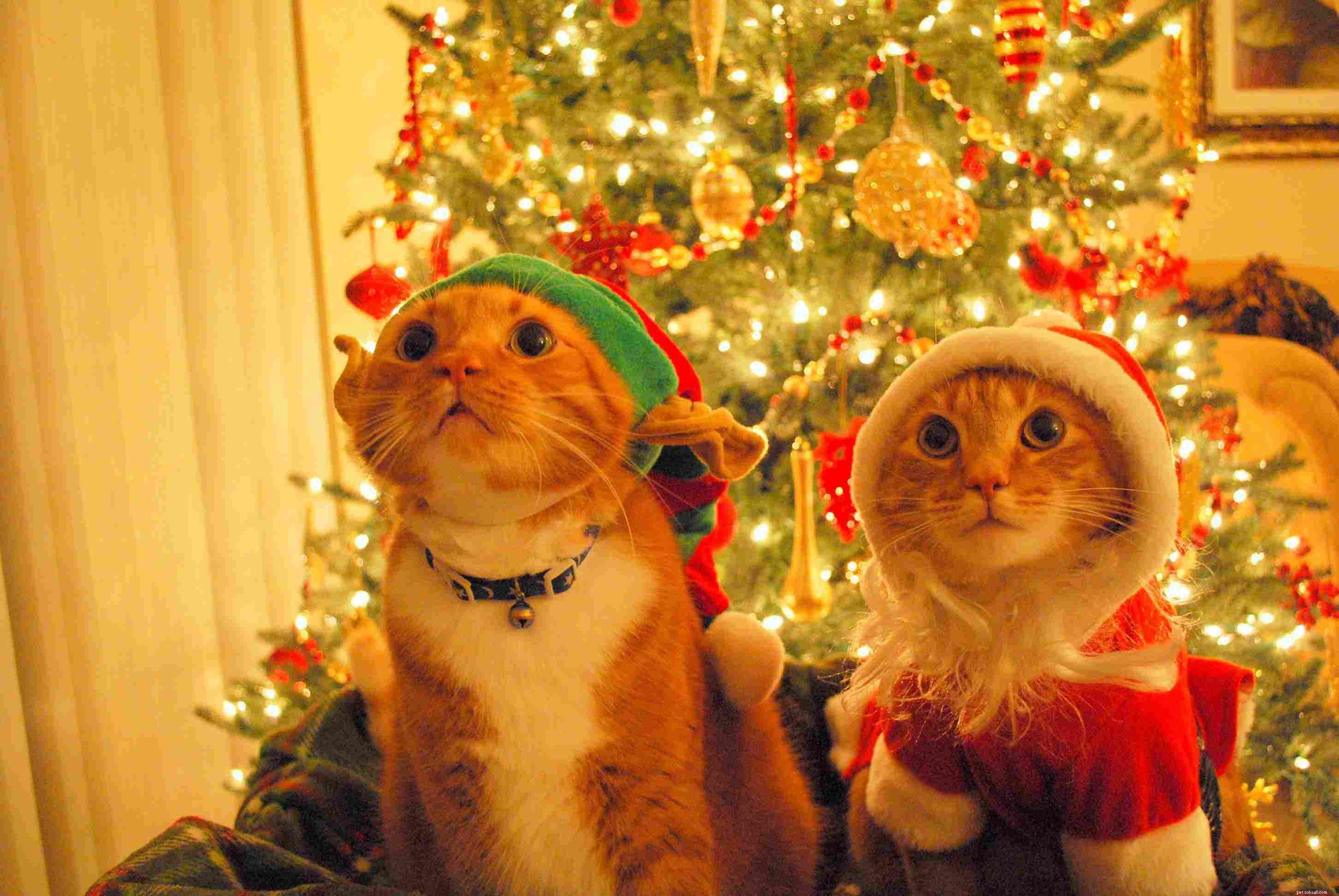 13 katter som älskar julen