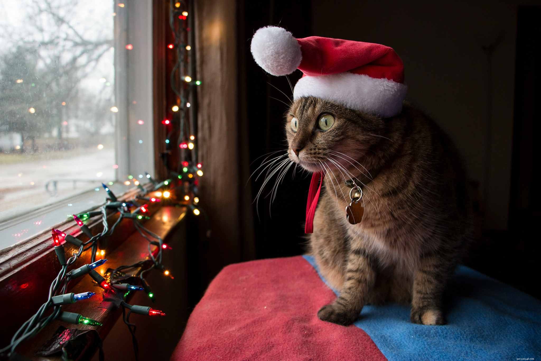 13 gatti che amano il Natale