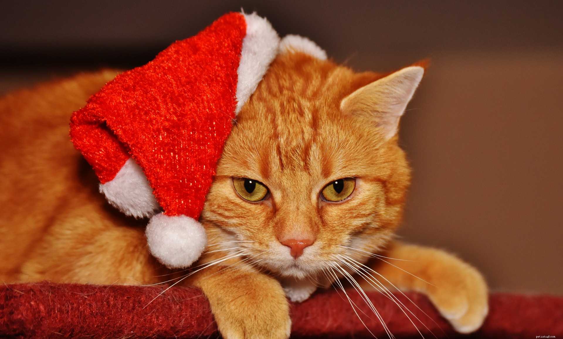 13 koček, které milují Vánoce