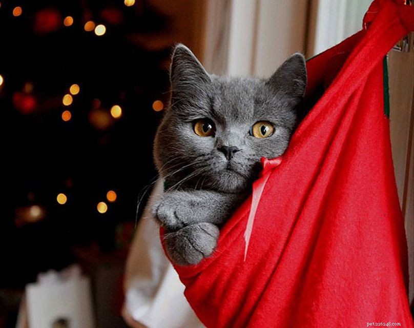 13 gatti che amano il Natale