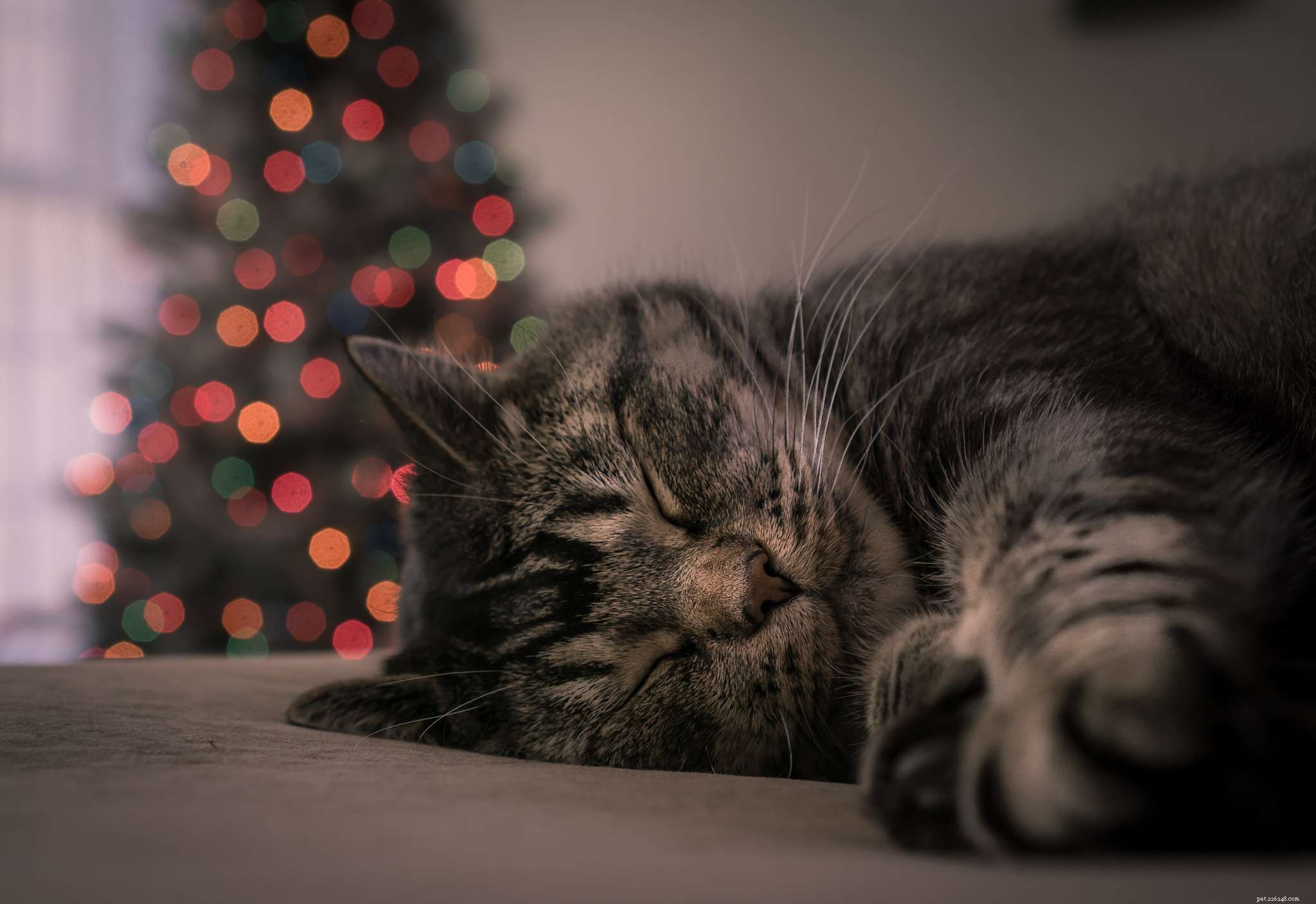 13 katten die van kerst houden