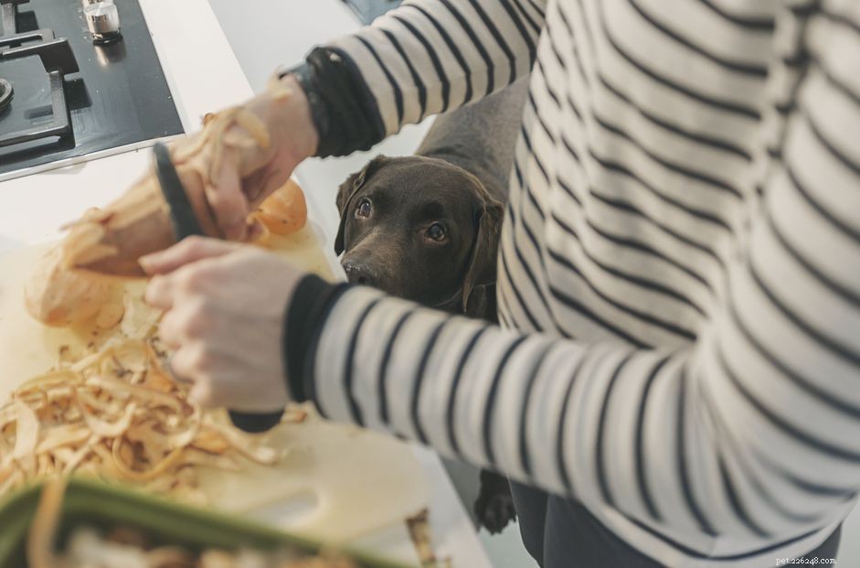 우리 강아지가 고구마를 먹을 수 있습니까?