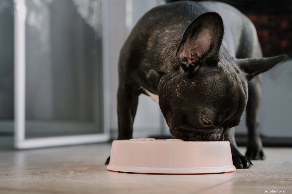 犬のための当たり障りのない食事療法：包括的なガイド 
