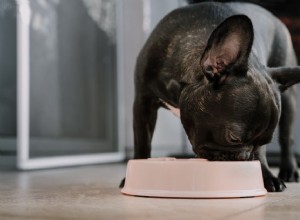 Dietas brandas para cães:um guia abrangente