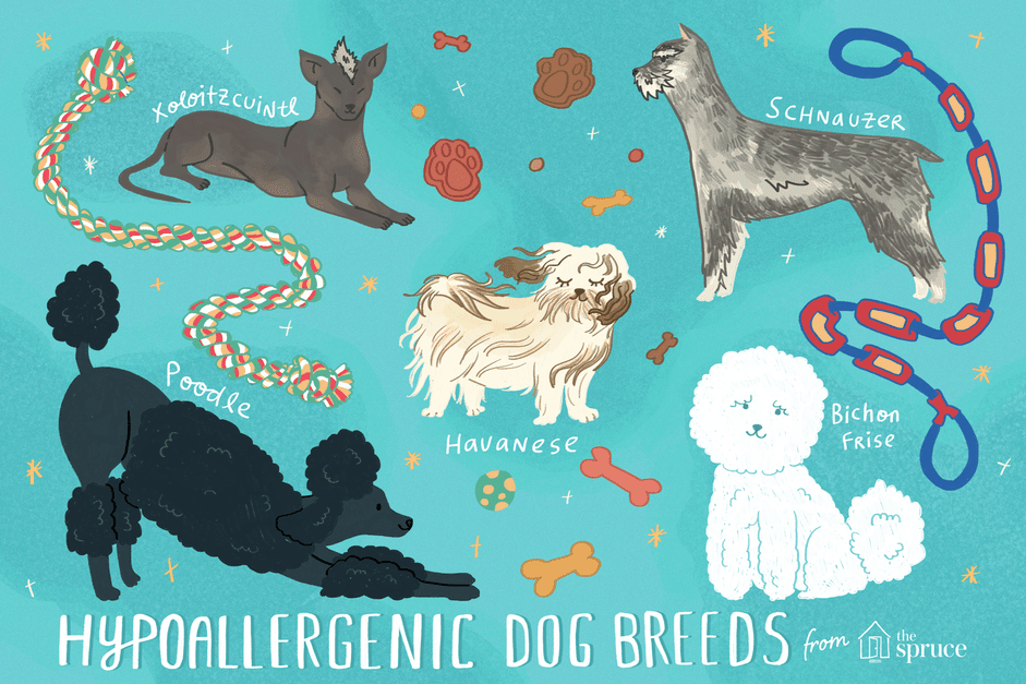 Гипоаллергенные породы собак для людей с аллергией на собак