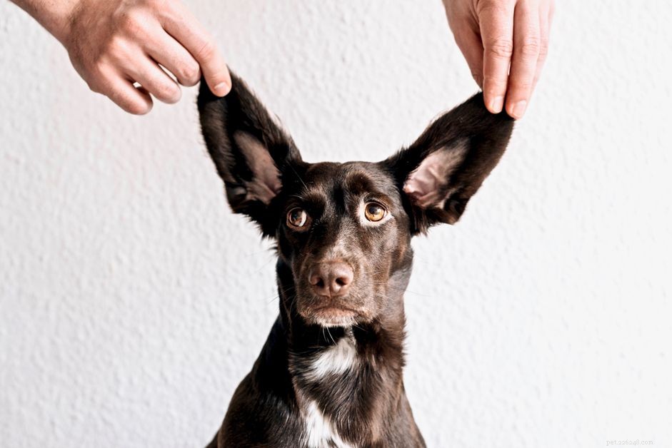 Vanliga öronproblem hos hundar