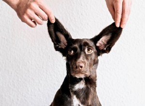 犬の一般的な耳の問題 