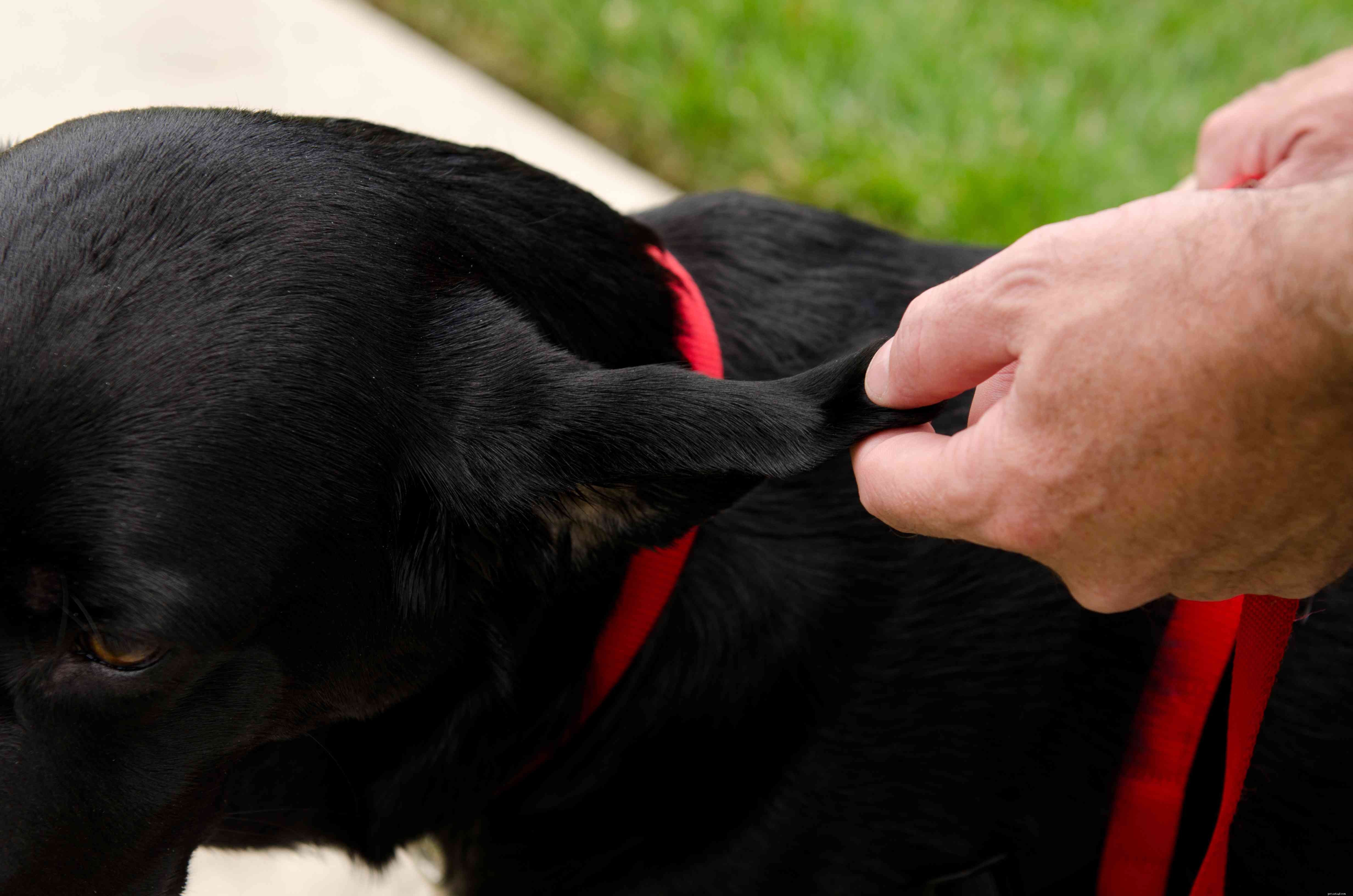 Veelvoorkomende oorproblemen bij honden