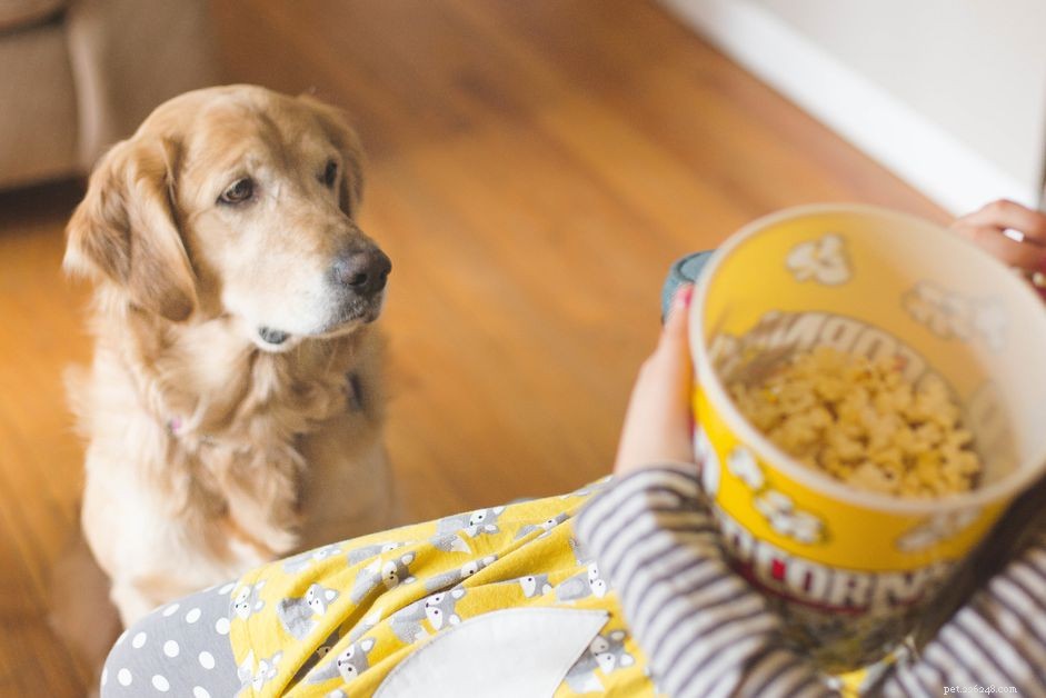 Mohou psi jíst popcorn?
