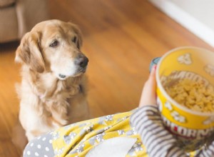 Могут ли собаки есть попкорн?