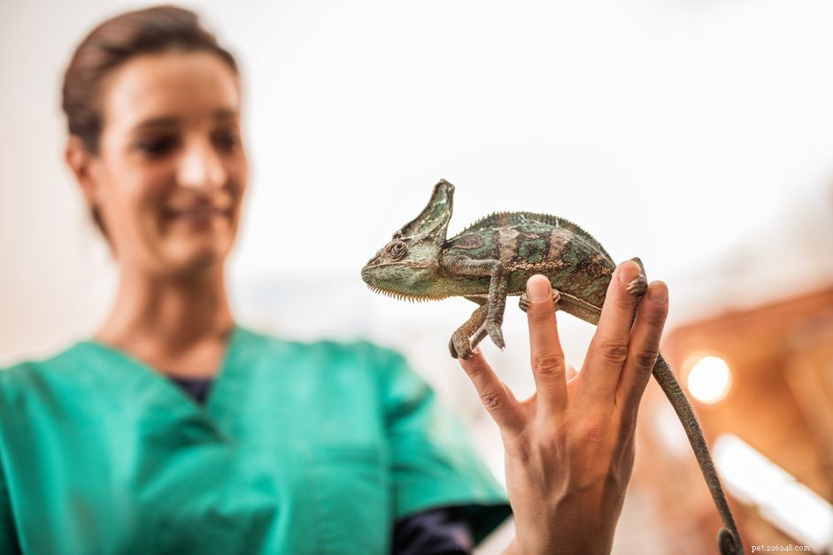 Hur du hittar en veterinär till din kameleont för husdjur