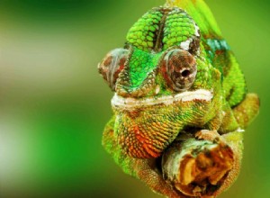 5 příznaků, že je váš chameleon nemocný