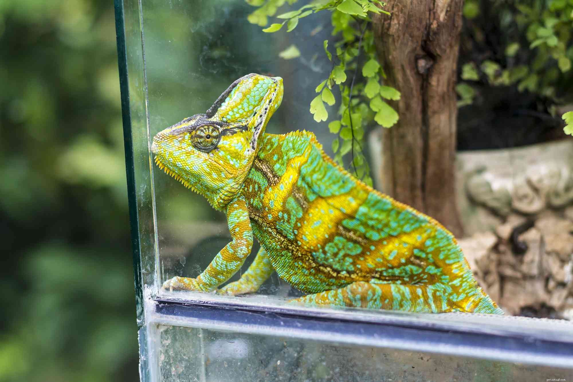 5 příznaků, že je váš chameleon nemocný