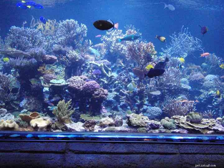 Doenças de peixes de aquário de água salgada