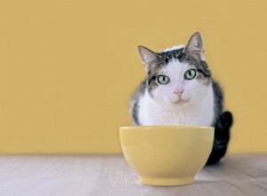 Zánětlivé střevní onemocnění u koček