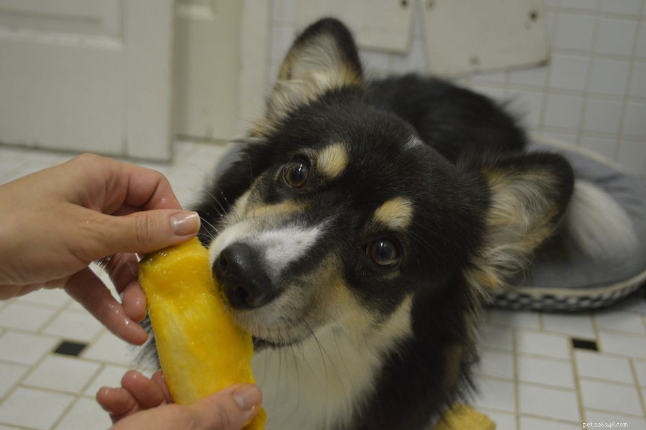 Kunnen honden mango eten?
