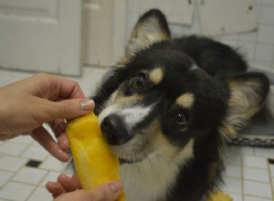 Могут ли собаки есть манго?
