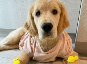 9 Golden Retrievers para seguir se você ama Tucker Budzyn