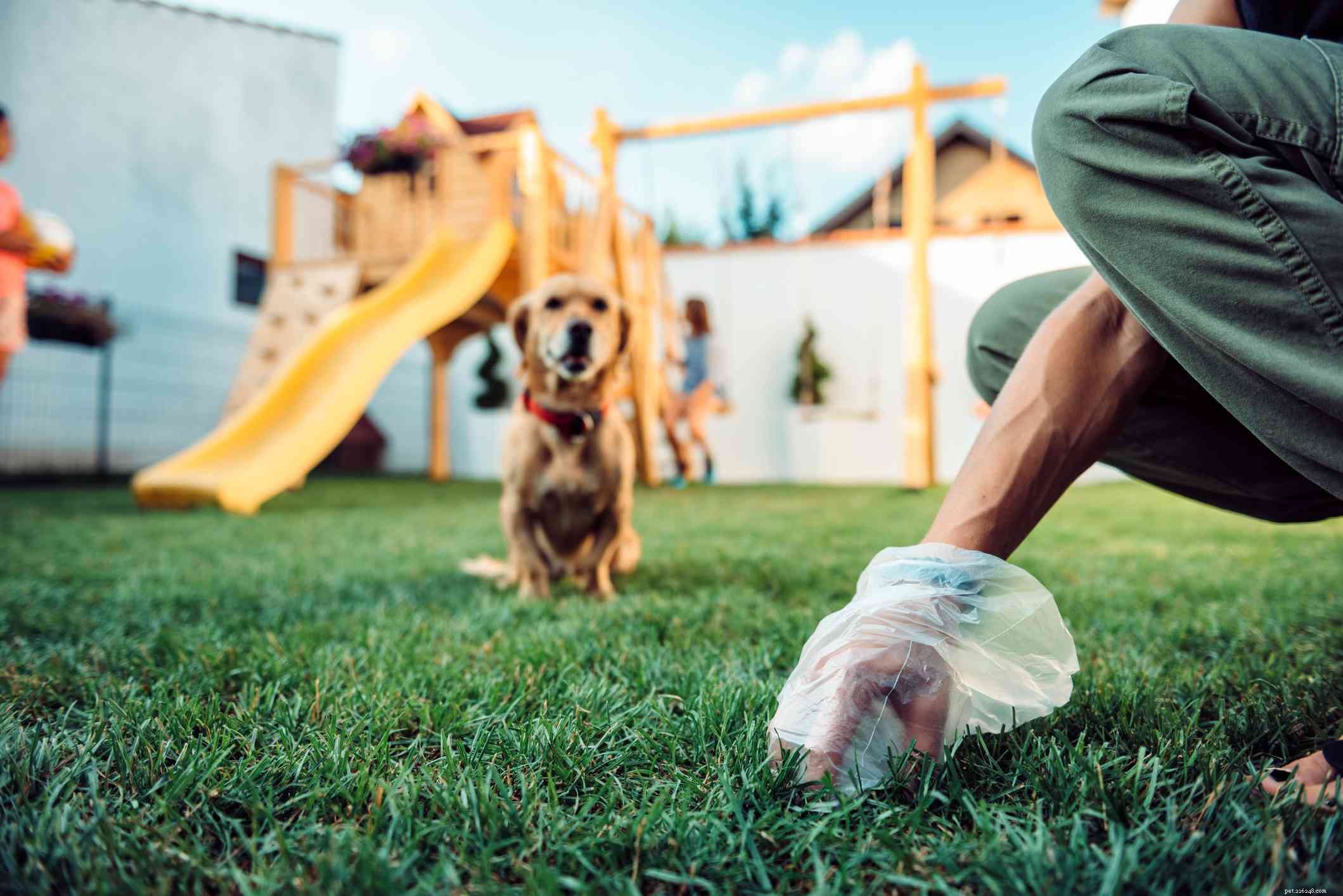 6 способов сделать уборку собачьих экскрементов более терпимой