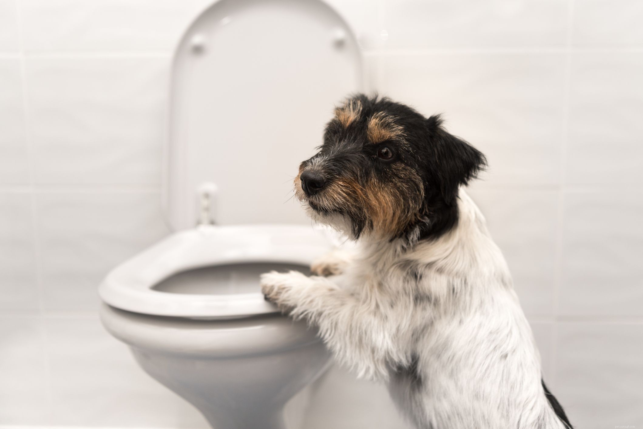 6 manieren om het opruimen van hondenpoep draaglijker te maken
