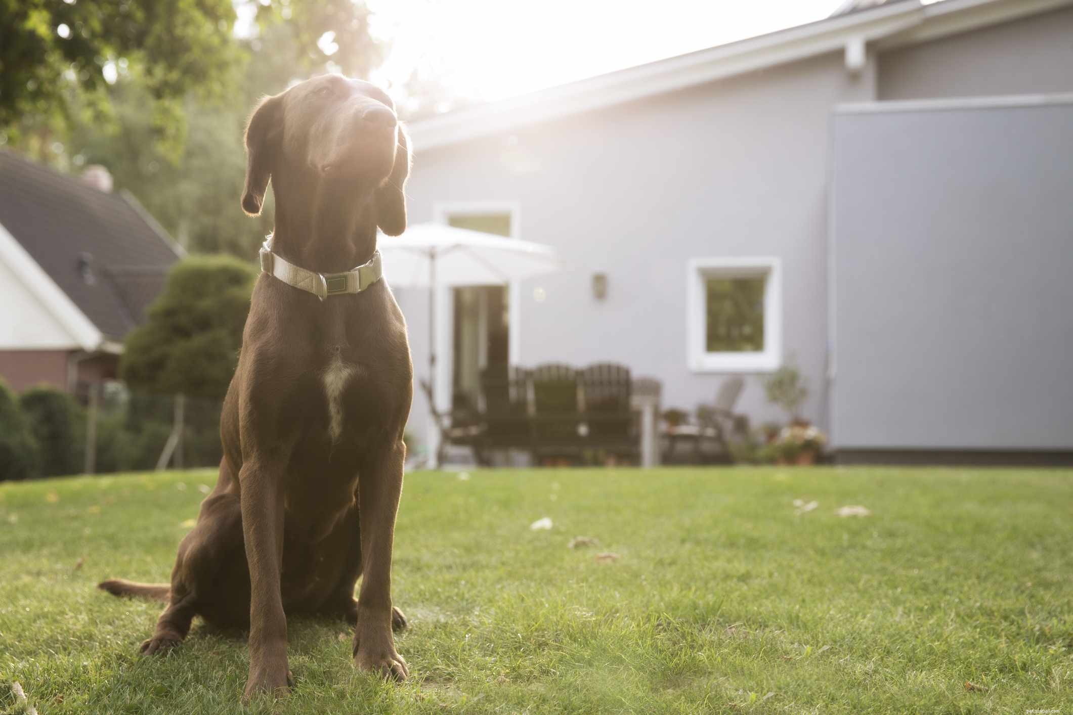 6 způsobů, jak učinit sbírání psích hoven snesitelnějším