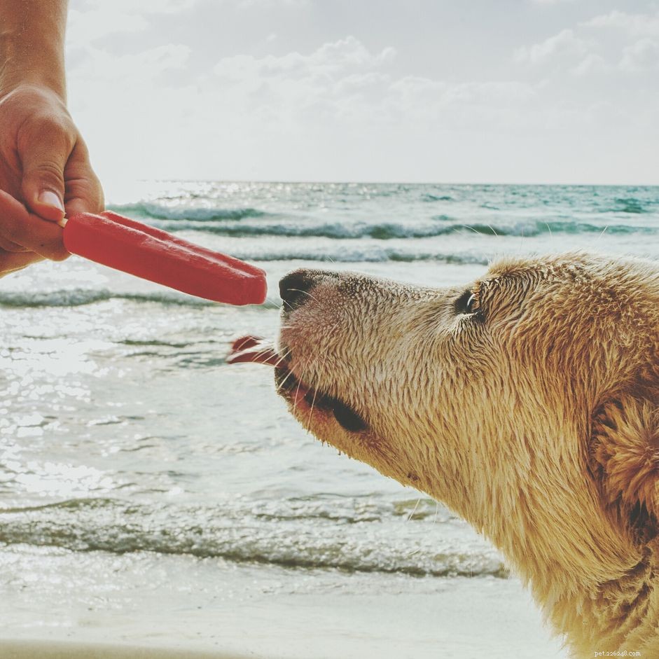 Kunnen honden ijslolly s eten?
