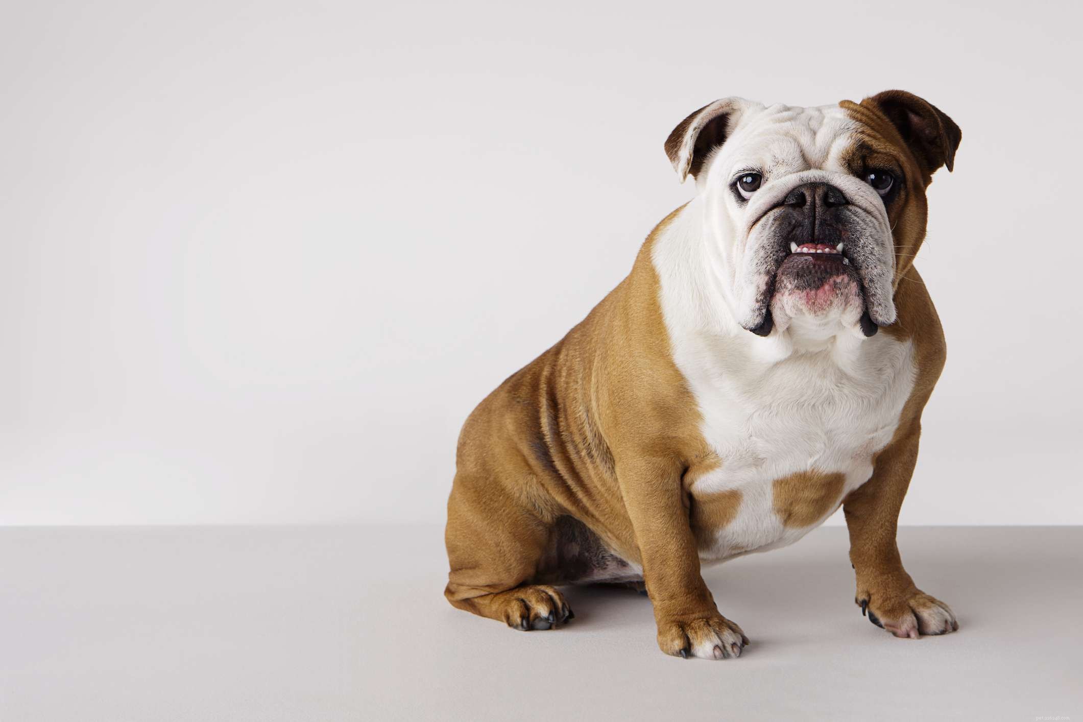 10 beste middelgrote honden voor kinderen