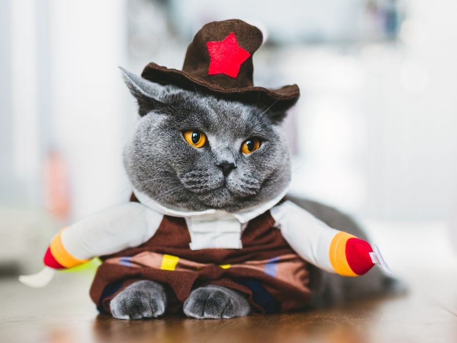 15 perfetti costumi di Halloween fai-da-te per il tuo gatto