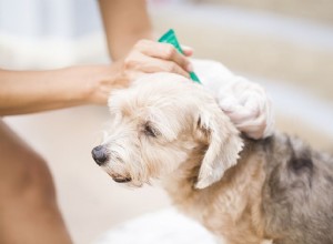 Repelente seguro para mosquitos e moscas para cães