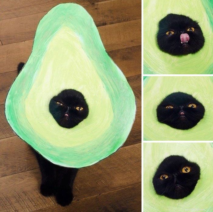 15 Purrfect DIY Halloween-kostuums voor je kat