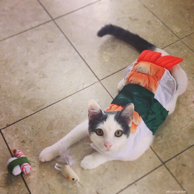 15 dokonalých DIY halloweenských kostýmů pro vaši kočku