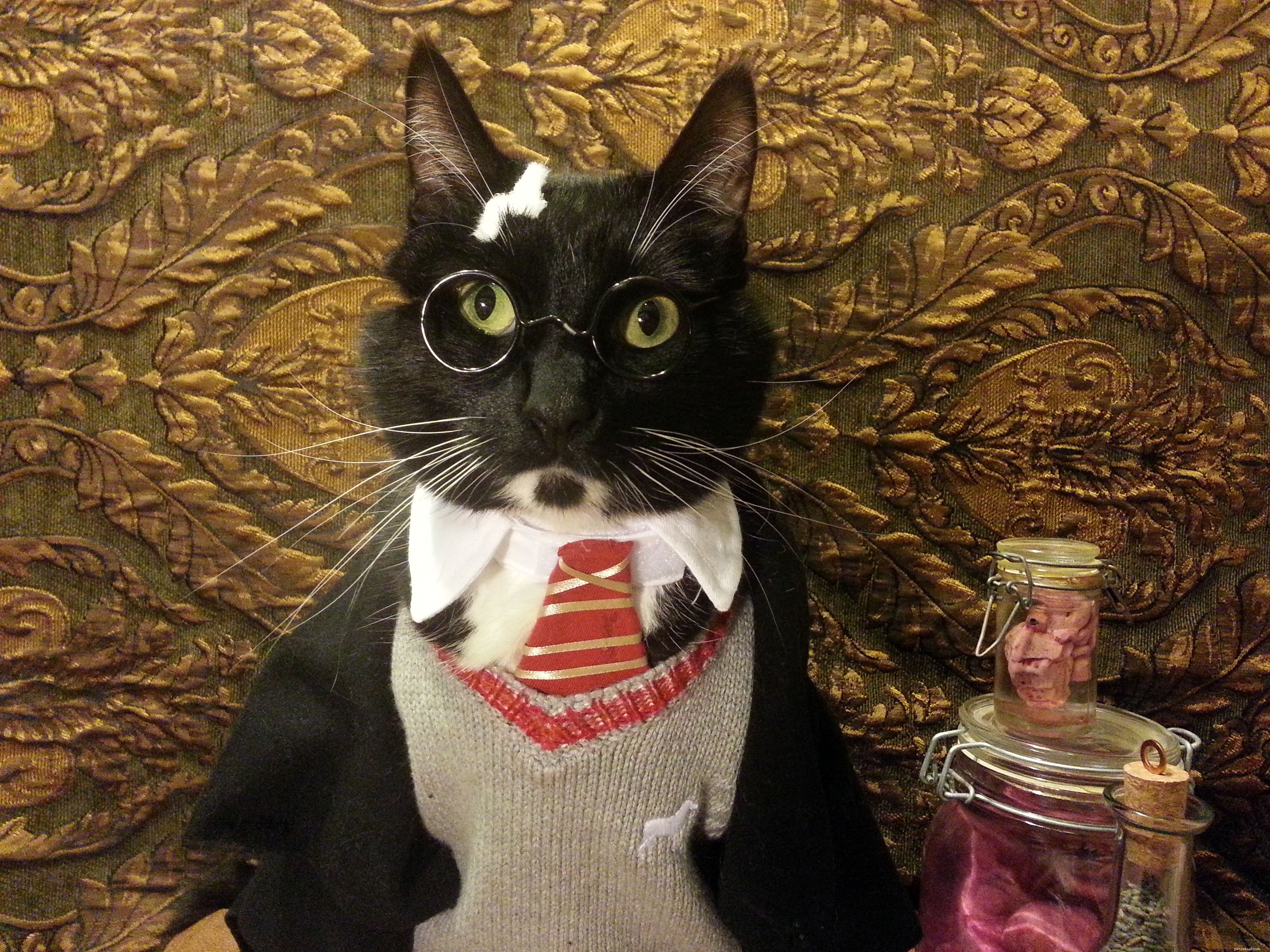 15 Purrfect DIY Halloween-kostuums voor je kat