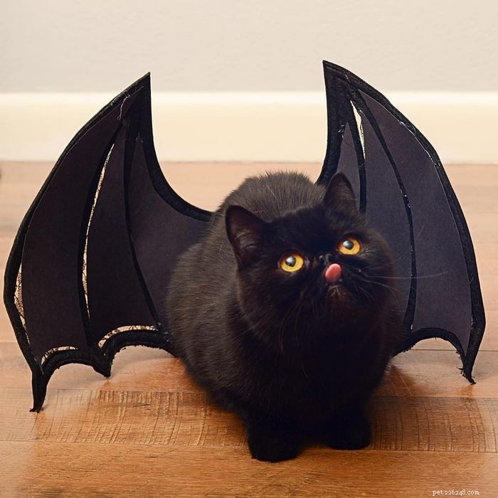 15 costumes d Halloween parfaits pour votre chat