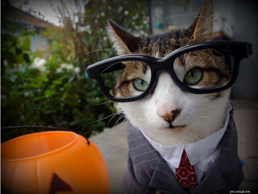 15 идеальных костюмов на Хэллоуин для вашей кошки, сделанных своими руками