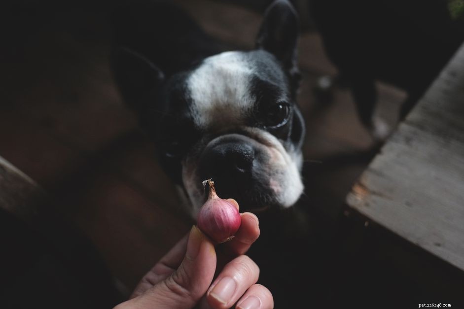 Les chiens peuvent-ils manger des oignons ?