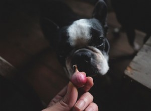 犬はタマネギを食べることができますか？ 