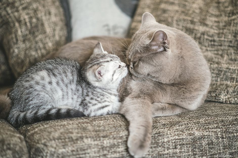 Hur man upptäcker och behandlar leptospiros hos katter