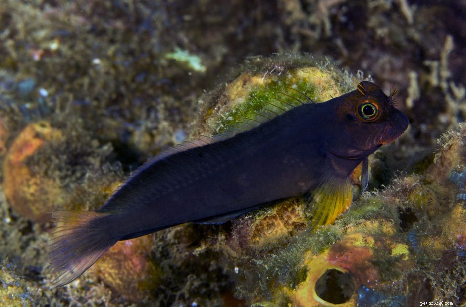 Blenny Fish Species Profile